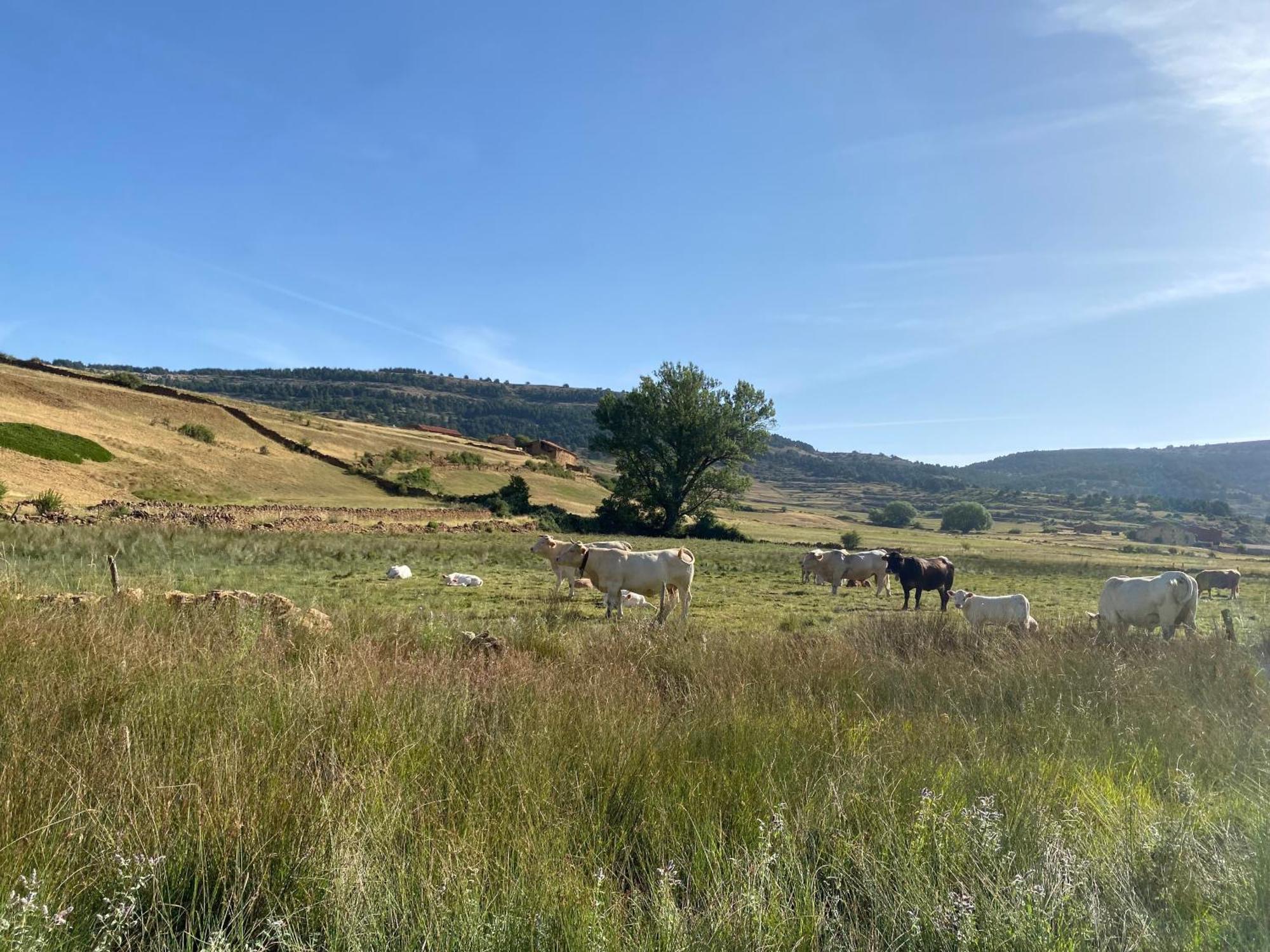 فيلا Casa Rural El Olmo Gúdar المظهر الخارجي الصورة